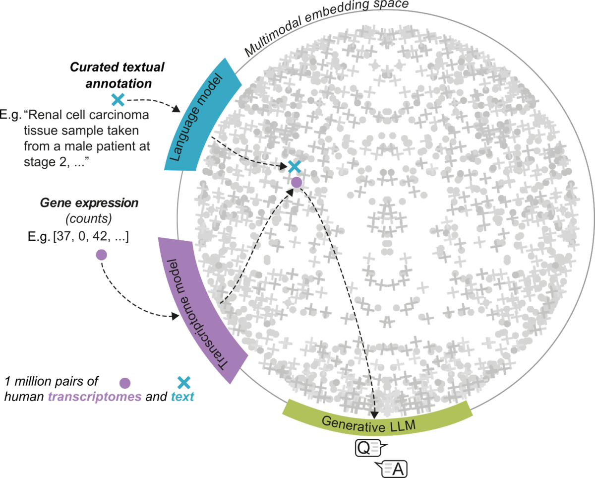 CellWhisperer: joint embedding of transcriptomes and text
