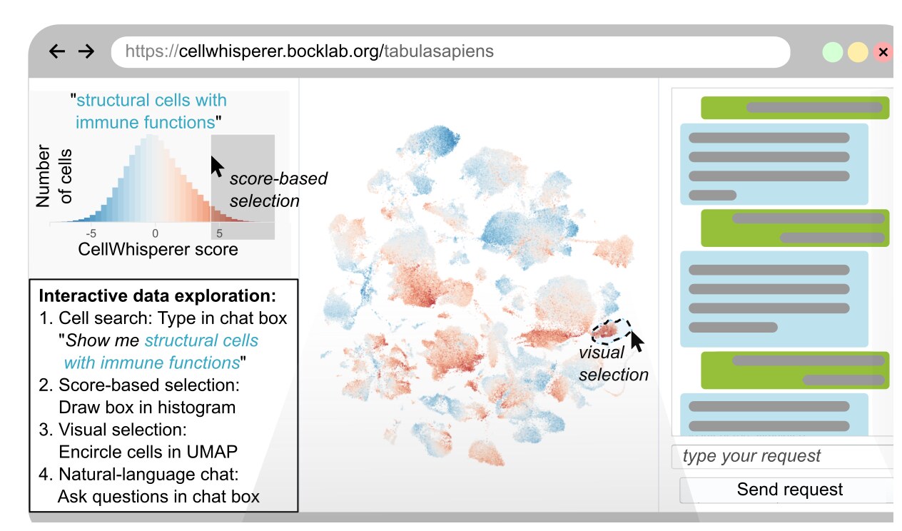 CellWhisperer web app: querying and visually selecting cells on a UMAP
